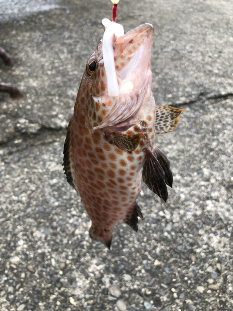 伊豆大島の写真